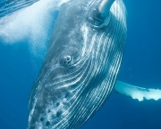 Baleia da Groenlandia (17)