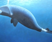 Baleia da Groenlandia (18)