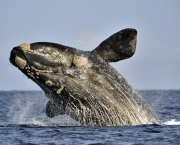 baleia01