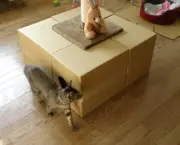 brinquedos-de-papelao-para-gatos-1