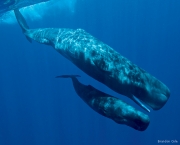 Sperm Whales, underwater photograph, showing adult female and ca