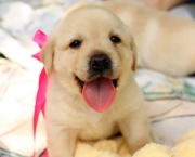 Puppy-dogs-34212461-500-334