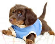 desktop-backgrounds-animal-life-dogs-puppy-dogs-clothes