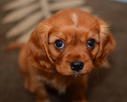 puppy-dog-eyes