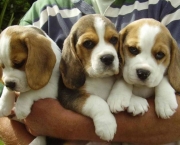 Cachorro Beagle (1)
