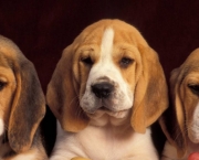 Cachorro Beagle (2)