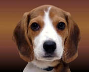 Cachorro Beagle (7)