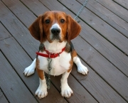 Cachorro Beagle (10)