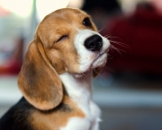 Cachorro Beagle (11)