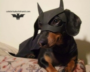 Cachorro do Batman (1)