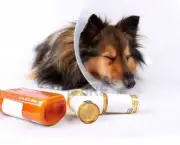 5844834-sick-sheltie-or-shetland-sheepdog-with-dog-cone-collar-and-medicine-bottles-in-the-foreground-not-is
