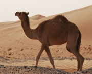 Camelo (8)