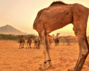 Camelo (12)