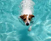 51-dog-swimming-pool-DT-425km071411