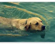 dog_swimming-t2