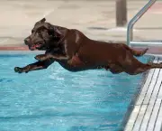 LON HORWEDEL/The Ann Arbor News
Harley, a chocolate lab owned by Sandy Gittleson, Ann Arbor, ignores the posted "no diving" signs as he blasts off the pool deck and into the water at Buhr Park during Tuesday, September 2nd's first of two annual "dog days" at the pool. With temperatures soaring near 90, it was the perfect day for the dog paddling.
