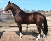 Cavalo Alter Real (2)