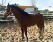 Cavalo Alter Real (4)