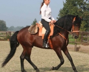 Cavalo Alter Real (8)