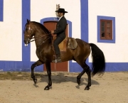 Cavalo Alter Real (15)