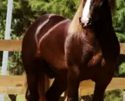 Cavalo Bretão (8)