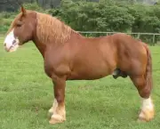 Cavalo Bretão (9)