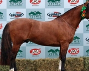 Cavalo Crioulo (10)