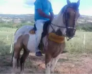 Cavalo de Vaquejada (2)