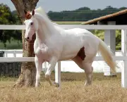 Cavalo de Vaquejada (8)