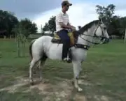 Cavalo de Vaquejada (12)