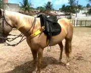 Cavalo de Vaquejada (13)