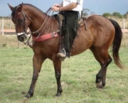Cavalo de Vaquejada (15)