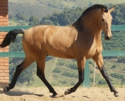 Cavalo Lusitano (18).jpg