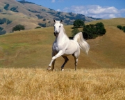 Cavalo-Mangalarga-Marchador-10.jpg