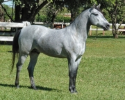 Cavalo Pantaneiro (2)