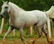 Cavalo Pantaneiro (6)