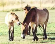 cavalo-selvagem-da-mongolia (15)