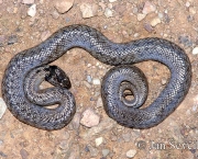 Cobra de Capuz (5)