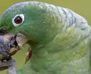 como-alimentar-um-papagaio (7)