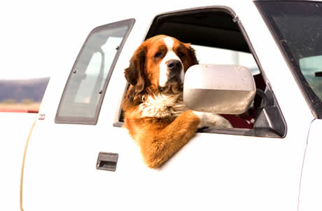 Resultado de imagem para cães no carro