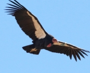 Condor (1)