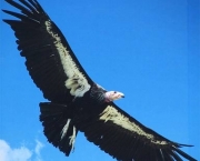 Condor (4)