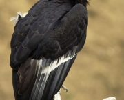 Condor (7)