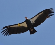 Condor (12)