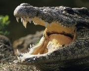 Crocodilianos (1)