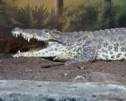 Crocodilianos (1)