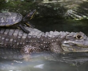 Crocodilianos (2)