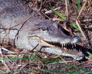 Crocodilianos (3)