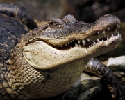 Crocodilianos (4)