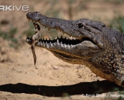 Crocodilianos (5)